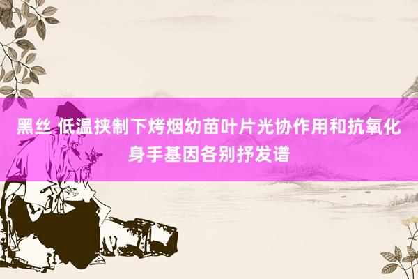 黑丝 低温挟制下烤烟幼苗叶片光协作用和抗氧化身手基因各别抒发谱