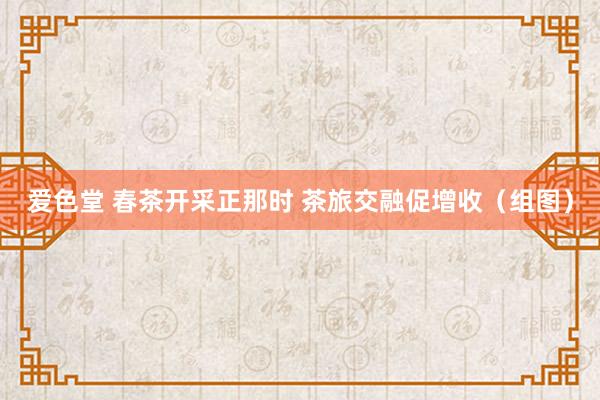 爱色堂 春茶开采正那时 茶旅交融促增收（组图）